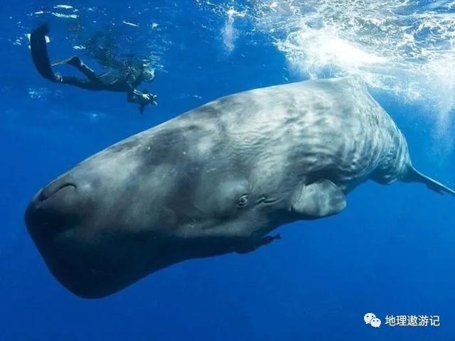 鲸鱼有哪些分类，鲸鱼有哪些分类和特点（鲸鱼的种类有哪些）