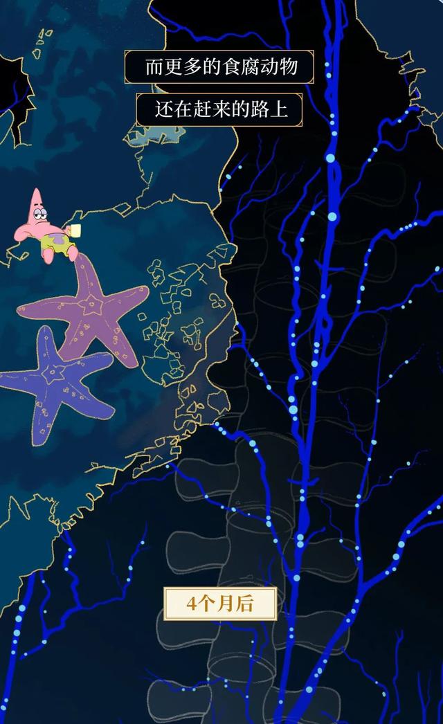 一鲸落万物生什么意思，万物生是什么意思（深入解析什么是“一鲸落）