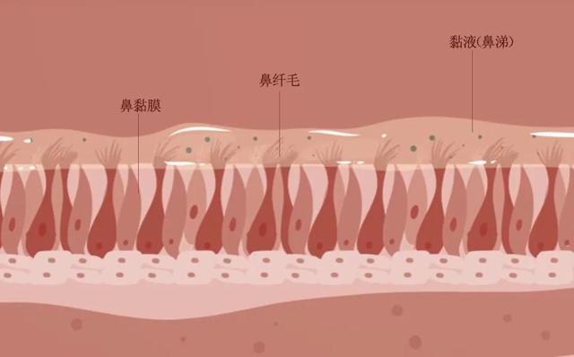 长期盐水洗鼻危害，盐水洗鼻子的危害（为什么不用药也能治鼻炎）