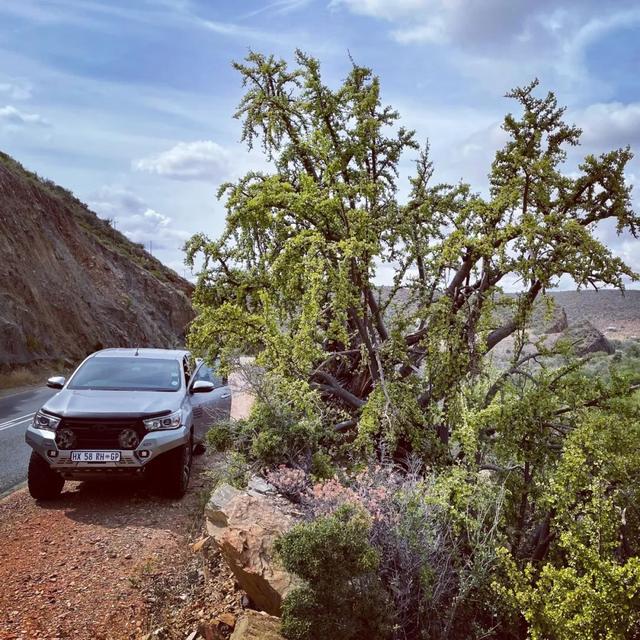 金枝玉叶植物，金枝玉叶养护（金枝玉叶养护全指南）