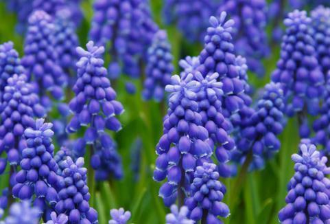 茶花（茶花树），能一直开到明年春天（茶花茶花树）