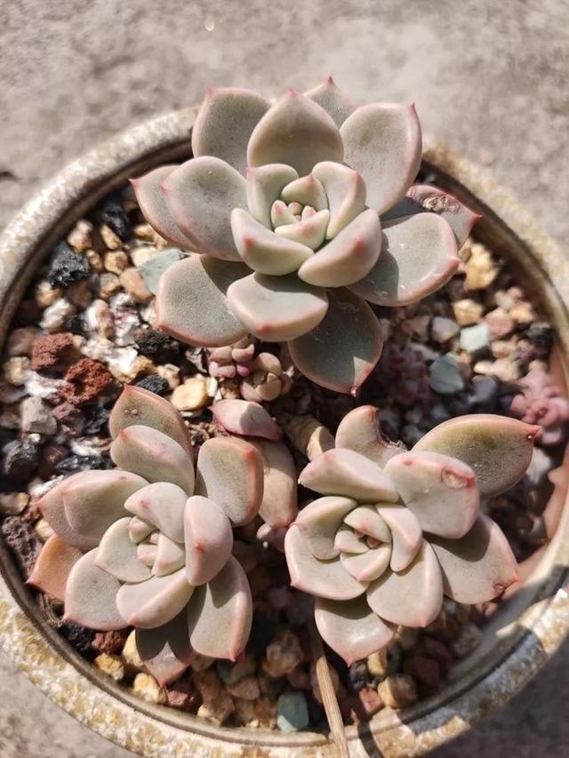 红唇多肉如何养，红唇多肉怎么养出多头（阳台党一样可以养出漂亮的多肉）