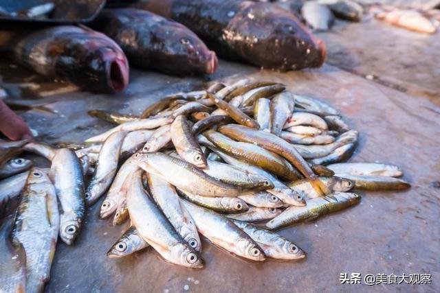 淡水河里的小鱼品种，常见淡水鱼名称（农村河里非常稀少的野生小鱼）