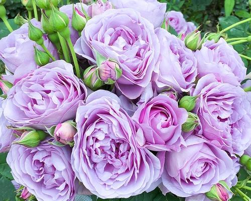 玛格丽特王妃月季，玛格丽特王妃花苞（最值得养的“月季”）