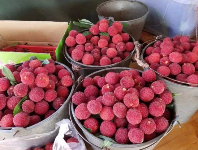 如何自己在家做杨梅干，农家杨梅干的制作方法窍门（自从学会杨梅干的做法）