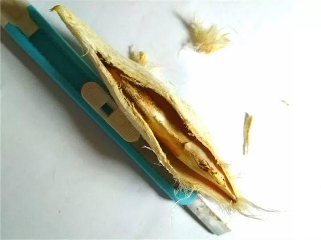 芒果种子怎么种，一个夏天就能长成小树苗