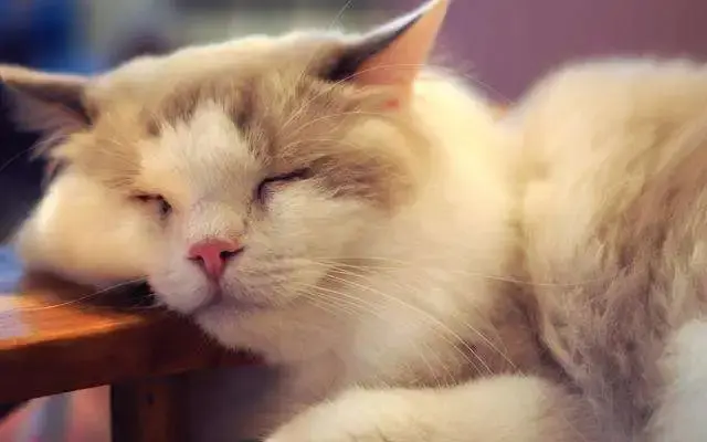 猫为什么不吃东西，猫为什么老是不吃东西是什么原因（猫咪厌食的几个原因你要了解一下）