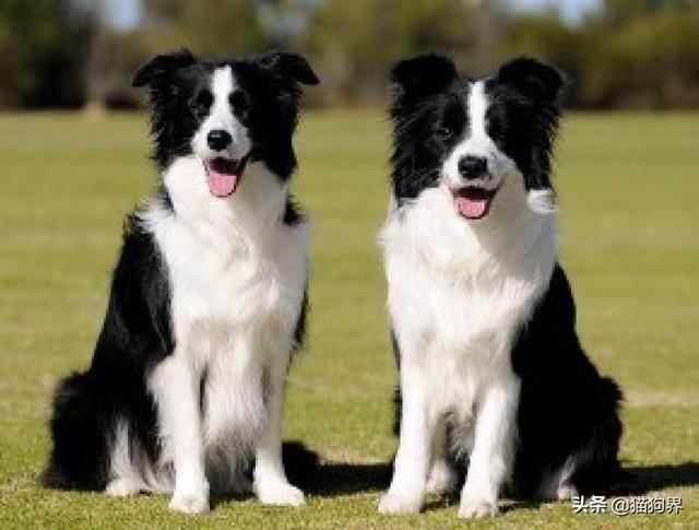 边境牧羊犬智商，边境牧羊犬聪明排名第几（都说边境牧羊犬聪明）