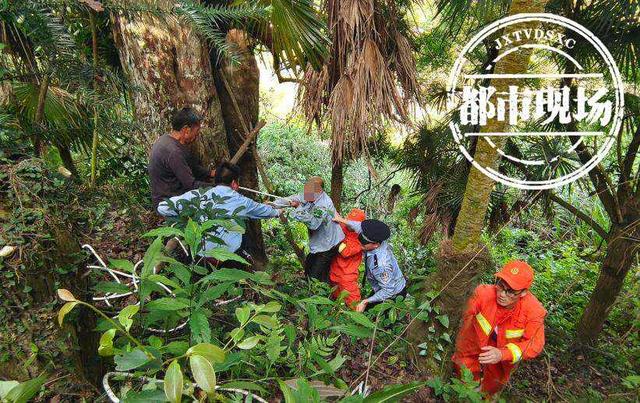 祖坟上长树能不能砍掉，为什么坟边的树不能砍（赣州：嫌大树挡了祖坟“风水”）