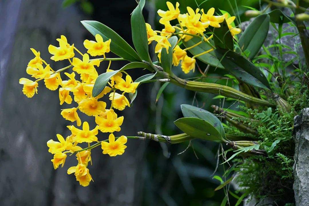 树兰石斛兰(石斛兰与石斛是一种植物吗)-柯彬网