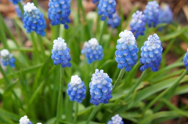 迎春花几月开花，迎春花什么季节开花（立春过后就准备灿烂开花）