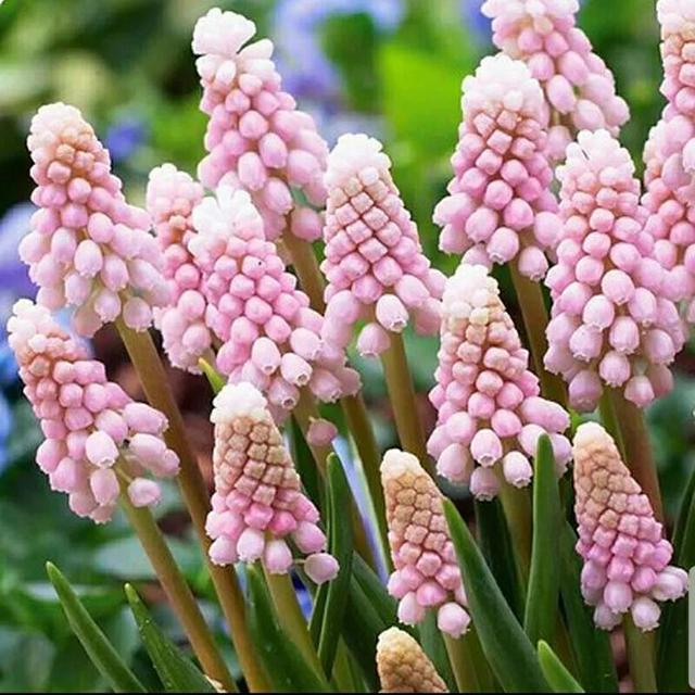花语传说，一见钟情忘不了（花语传说护肤品）