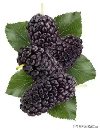 桑科植物有哪些，桑科植物有哪些种类（一身是宝话桑树）