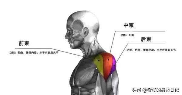 怎么可以把肩练宽，5个在家快速把肩练宽的方法