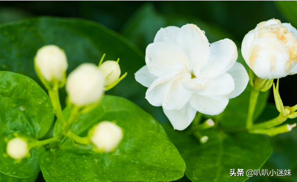 茉莉花花语是什么，茉莉花有什么特点（茉莉花的3个花语你知道吗）