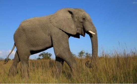 哺乳动物有哪些，世界上哺乳类动物有哪些（哺乳类动物和图片）