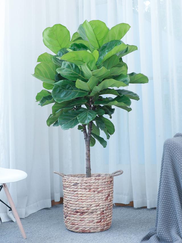 适合家里养的32种花，家里养什么花好（”家居盆花100种）