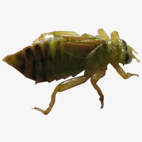 蜻蜓为什么要用尾巴点水？蜻蜓点水是为什么？
