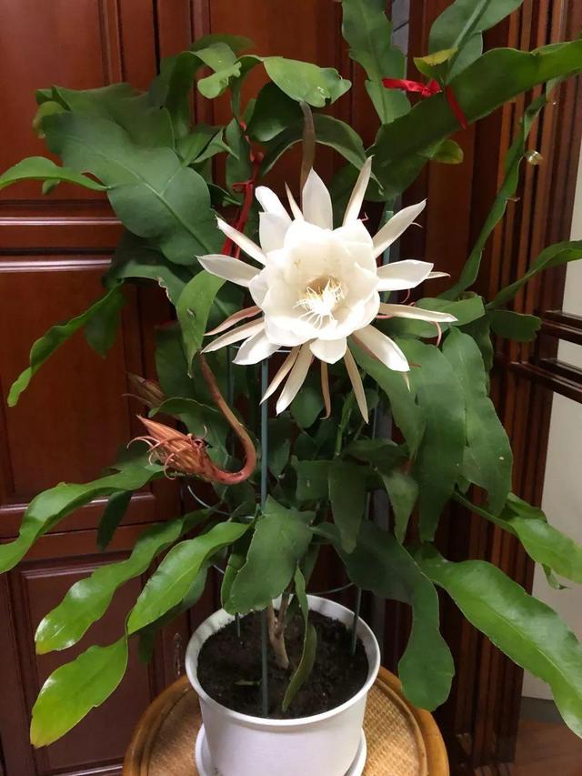 昙花的养殖方法，大叶昙花的养殖方法（嗖嗖开花拦不住）