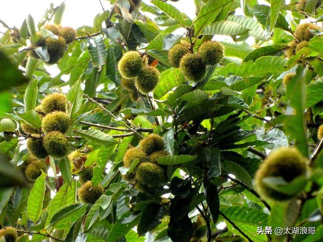 白枣吃了有什么作用急急急，白枣的营养价值及功效（开启了太湖洞庭一年的花果飘香）