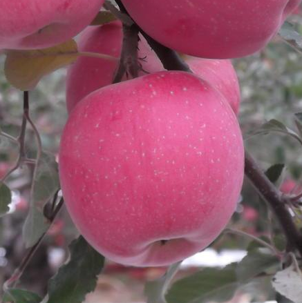 陕西洛川苹果有几种颜色，红富士苹果就选陕西洛川