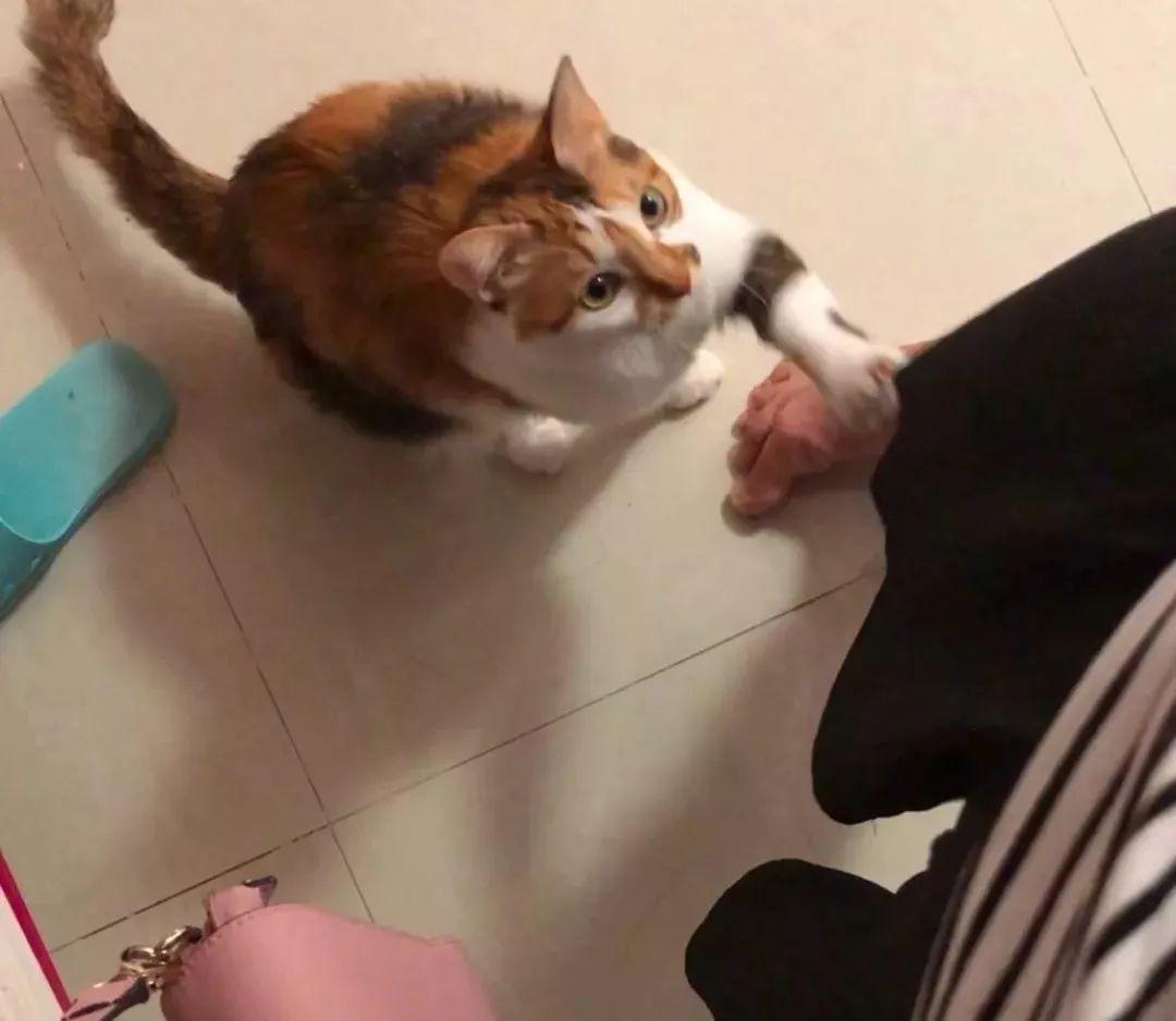 猫咪爱咬人怎么办(猫咪抓人咬人屡教不改怎么办)