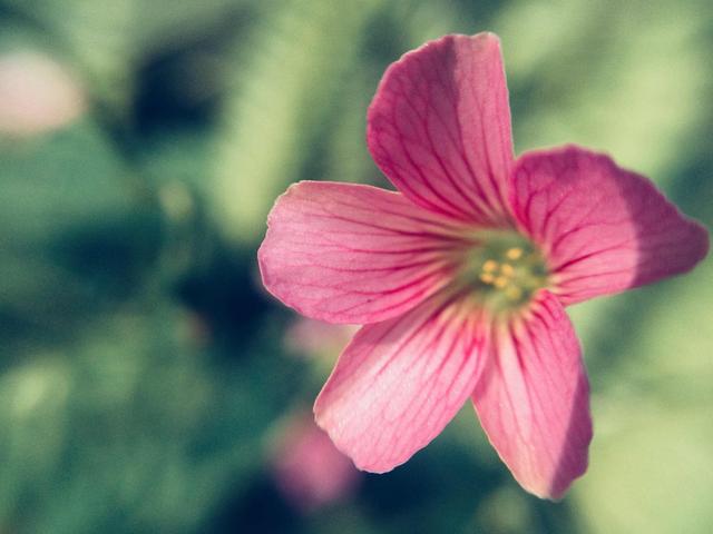 无依无靠，无依无靠图片（真正的强者，都是“无依无靠”）