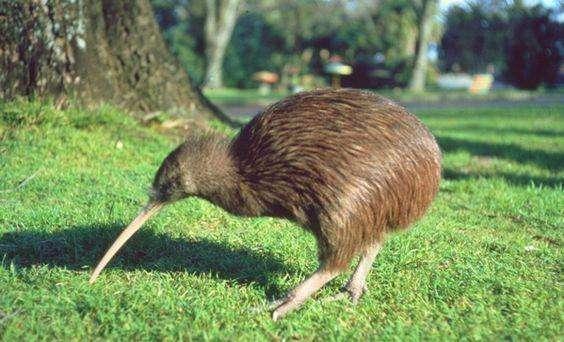 什么鸟没有翅膀，世界上有一种没有翅膀的鸟（却没有翅膀和尾巴）