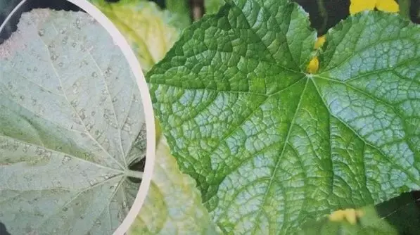 夏黄瓜靶斑病喷什么药特效，治疗黄瓜靶斑病的特效药（纯生物杀菌剂统统搞定）