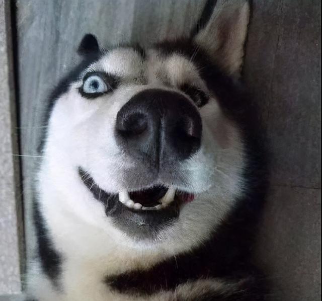 阿拉斯加和哈士奇的区别，阿拉斯加和哈士奇的区别哪个聪明