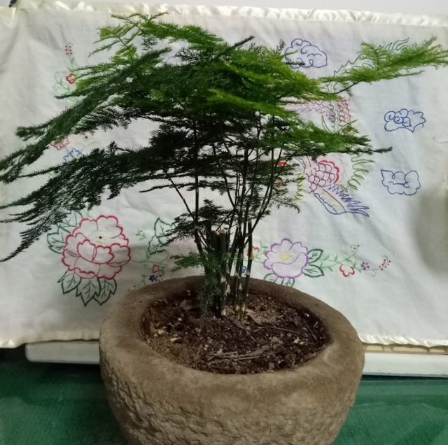文竹图片，养成绿油油的小森林（文竹盆景图片大全欣赏）