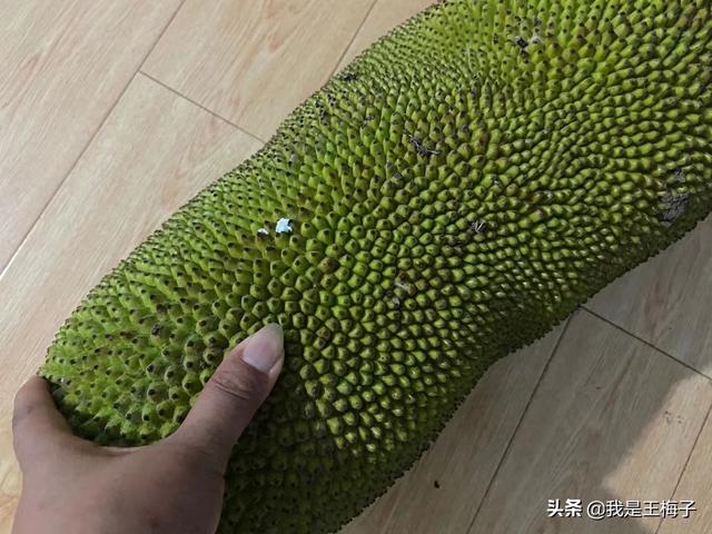 完整的菠萝蜜能放多久，完整的菠萝蜜可以放多久（5年前北方人很少吃菠萝蜜）