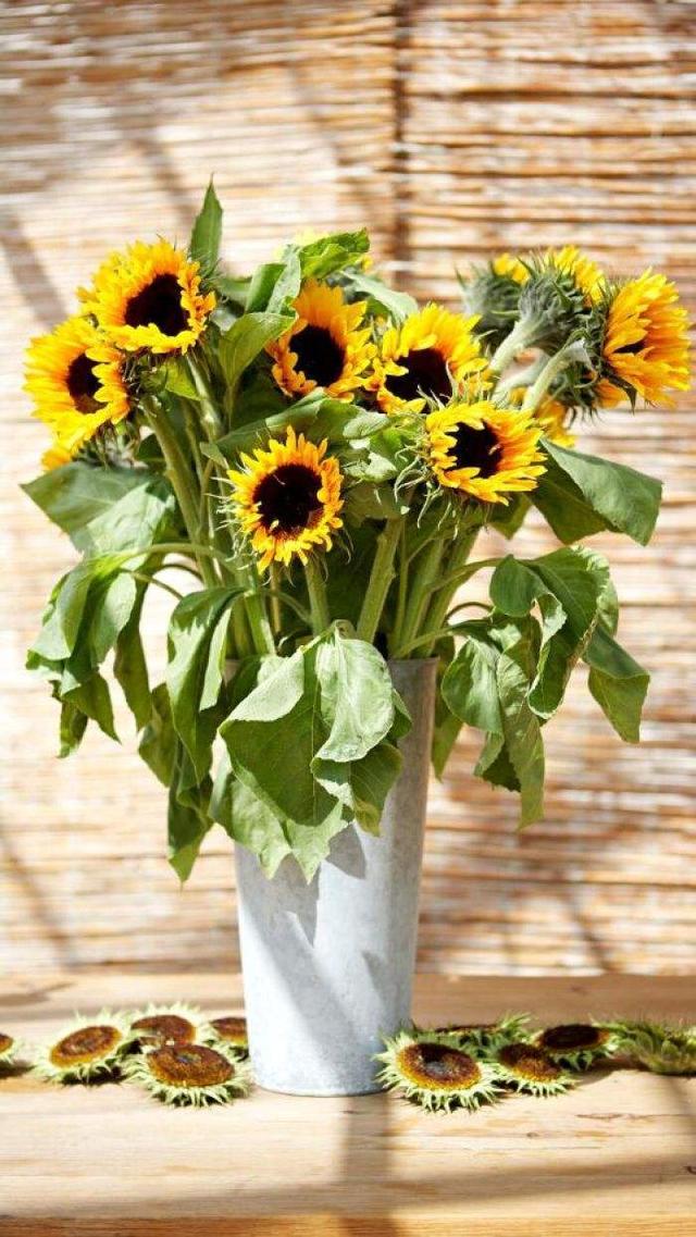 向日葵种植方法和注意事项，向日葵种植方法和注意事项有哪些（栽种向日葵需要满足哪些条件）