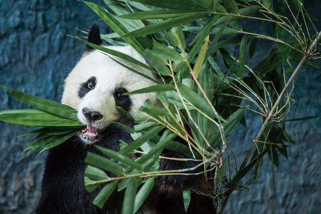 大熊猫现在有多少只，现存大熊猫有多少只（野生大熊猫增至1864只）