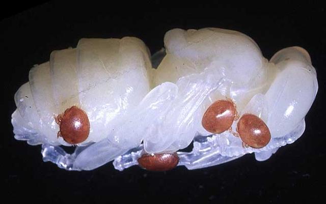 蜂蛹的功效与作用，蜂蛹的作用与功效是什么（蜂蛹的功效与作用及食用方法最新蜂蛹价格多少钱一斤）