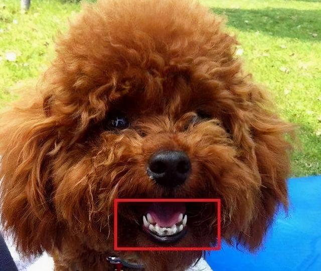 狗狗双排牙怎么办，狗长双排牙怎么办狗长双排牙的解决方法（狗狗长双排牙的危害）