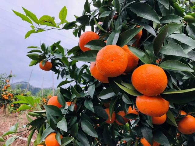 写乡村甘蔗的优美句子，家乡的甘蔗作文1000字（环江蜜汁沃柑，迷之好吃）