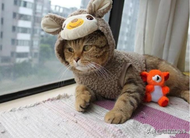 第一次养猫要注意什么，第一次养猫需要注意什么（做到
