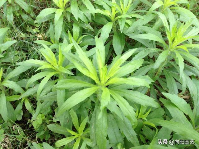 小飞蓬的功效与作用，小飞蓬的功效与作用是什么（农民伯伯叫它“小飞蓬”）