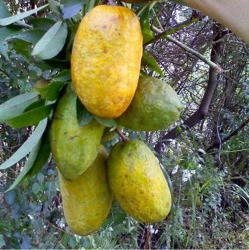 十月瓜是什么，九月瓜是什么（网上卖30元1斤）