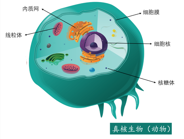 高尔基体的功能，高尔基体结构和功能（DNA里隐藏了生命所有的秘密）