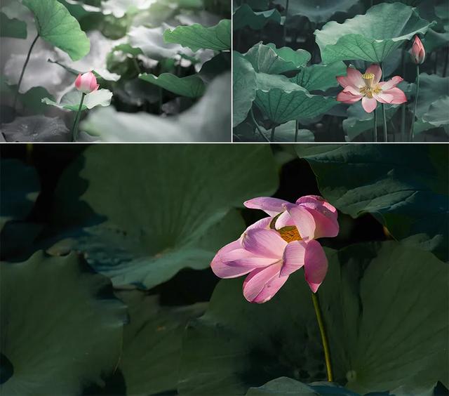 我们来学油画棒:荷花,我们来学油画棒(创意美术课程《荷花翠鸟图》) 我们来学油画棒:荷花,我们来学油画棒(创意美术课程《荷花翠鸟图》)