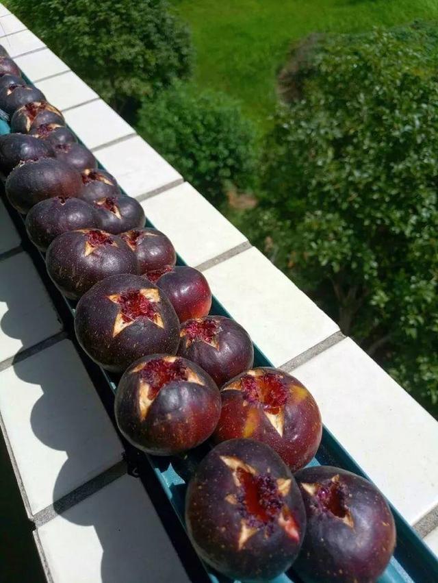 不锈钢盆可以放烤箱吗，烤箱里可以放不锈钢盆吗（10种花最养人）