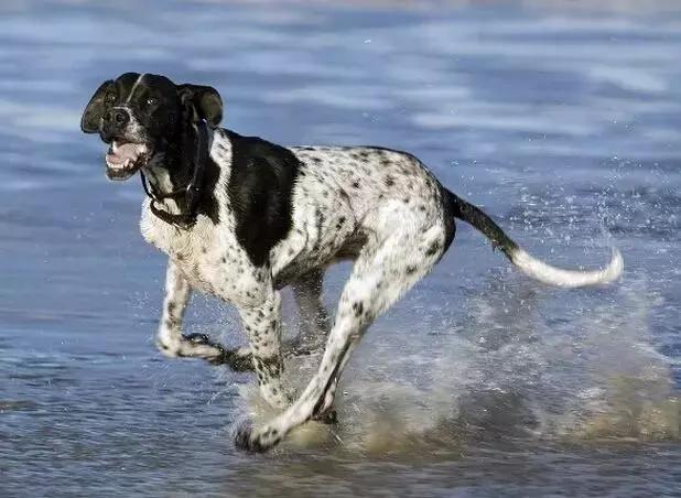 猎犬中最好的品种，国外十种顶级猎犬