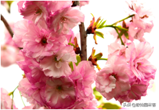 中国樱花有几个品种，中国樱花树品种（这81种樱花）