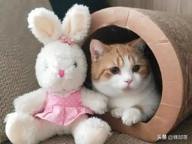 猫咪怎么交配，猫叫春为什么很寒碜