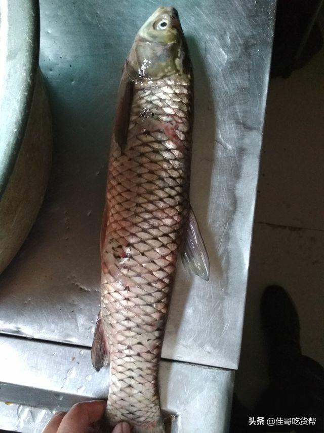 酸菜鱼怎么切鱼片，酸菜鱼的鱼片怎么腌制（教你酸菜鱼如何切鱼片没鱼刺）