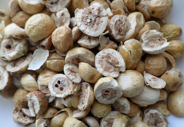 川楝子的作用和功效，川楝子的功效与作用及禁忌（中药材川楝子）