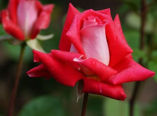 如何扦插玫瑰花，如何扦插玫瑰花苗（玫瑰花枝怎么插容易活）