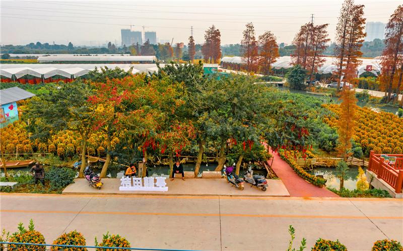 赚钱种植业(未来农村种植什么最赚钱)
